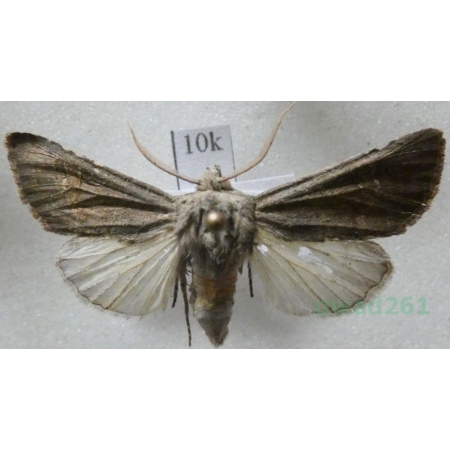 Aporophyla lutulenta (Denis & Schiffermüller, 1775) France10k